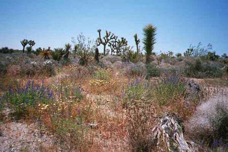 Joshua Tree Natl Park