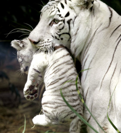 white tiger wit white cub