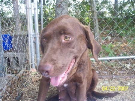 Shotzie-Mandy's Chocolate Lab