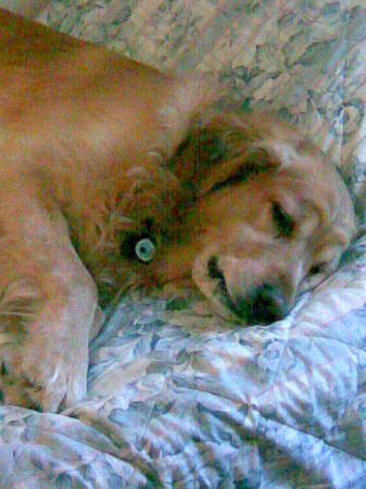 Honey Sleeping