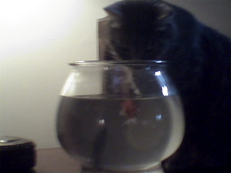 Nemo wants fish