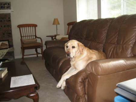 Elsa thinking she can sit on couch