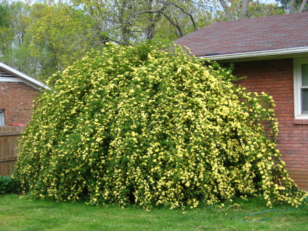 rose bush