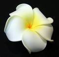 Plumeria