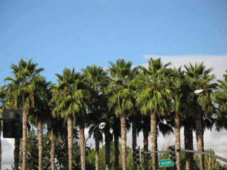 Palm Trees In San Jose, CA