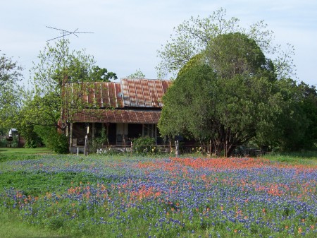 from the front yard