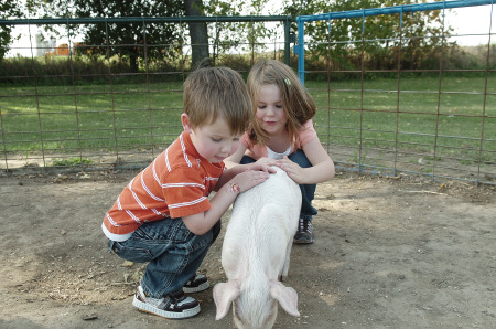 Ford and Catcher doing something to a pig.