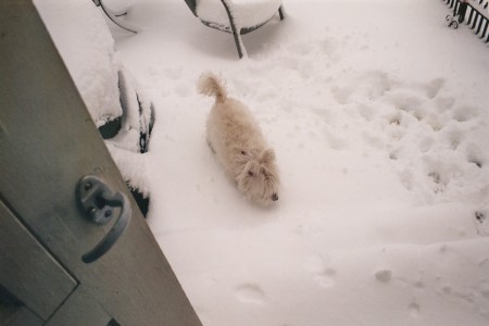 Snow dog of the north.