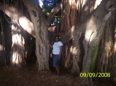 Banyon Tree