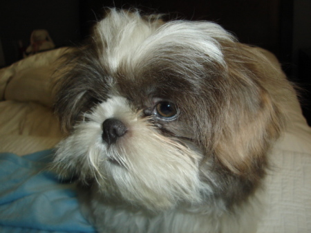 oliver before his hair cut 8-19-2008 002