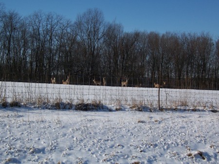 9 deer seeking food