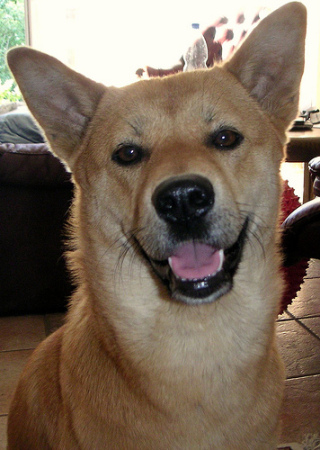 Jindo Face