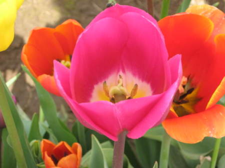 Tulip Farm, Woodburn, OR