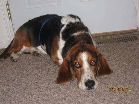 Basset Hound