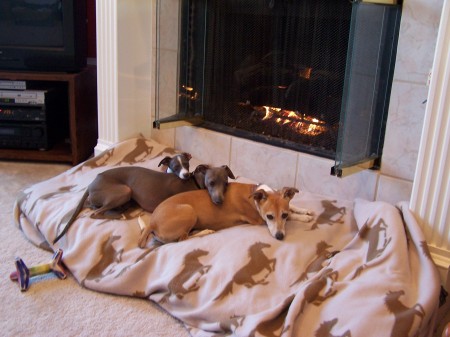 Our 3 Italian Greyhounds