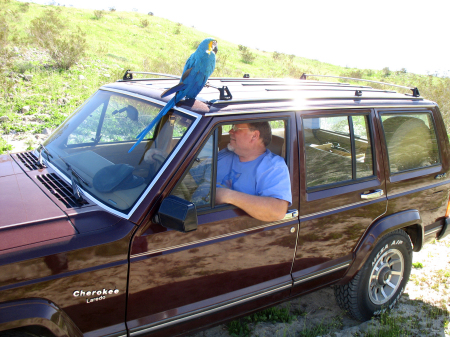 Jeep trip with my Chicken