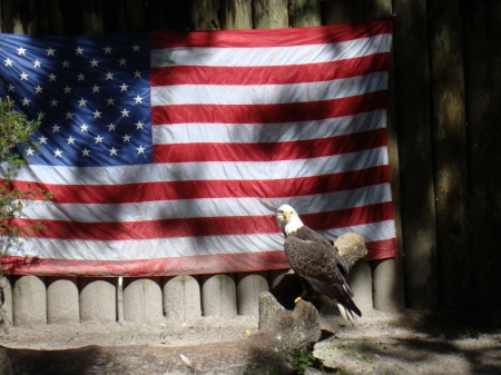 Live Eagle at a Florida State Park
