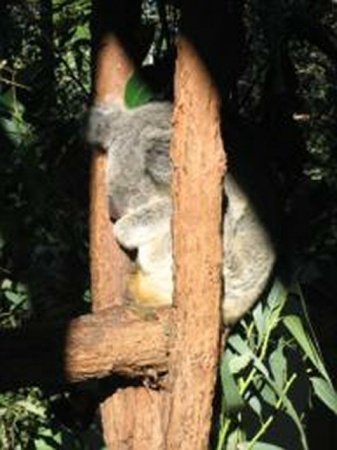 sleepy koala_015