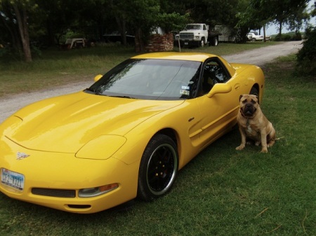 2003 Zo6 Corvette with my Dog Chief Cira 2010