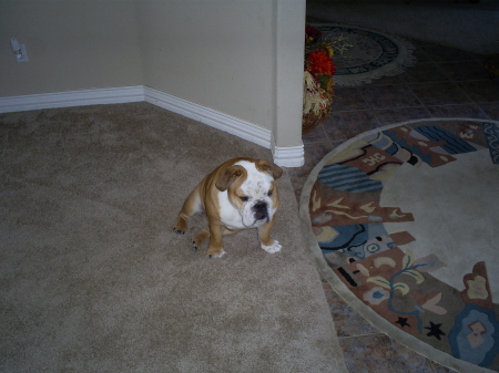 Seabass One of our two English Bulldogs