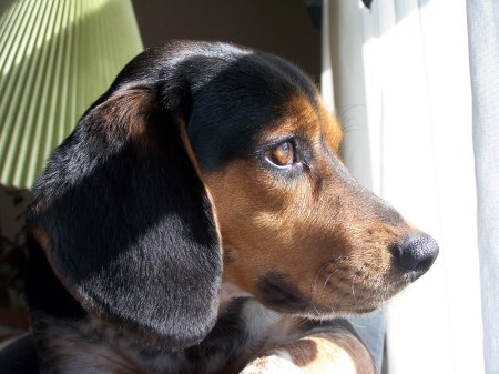 Rollo- looking out the window