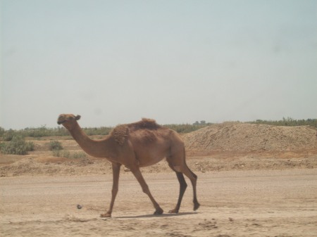 a camel