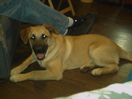 My Leonberger  Puppy