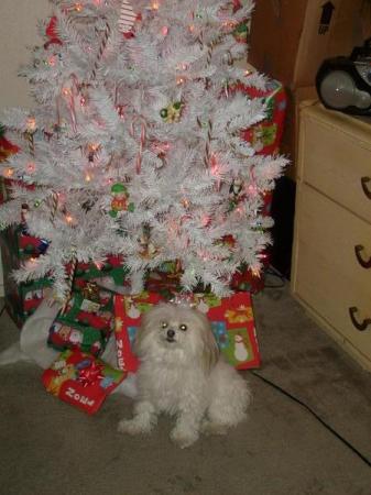 My dog Odie Christmas 2007
