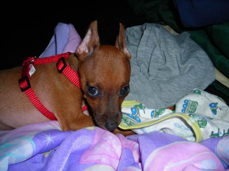 Remington's first camping trip 2008