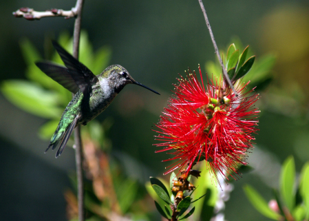 Hummingbird