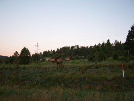 Elk on the Reservation