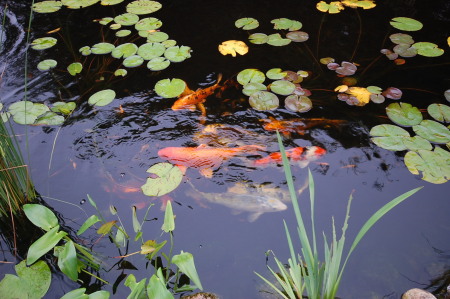 Our Koi Fish Pond