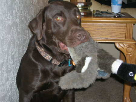 Our lab Hunter and his  favorite duck