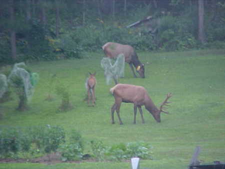 Robert Scott's album, Elk in back yard on 8/1/2010