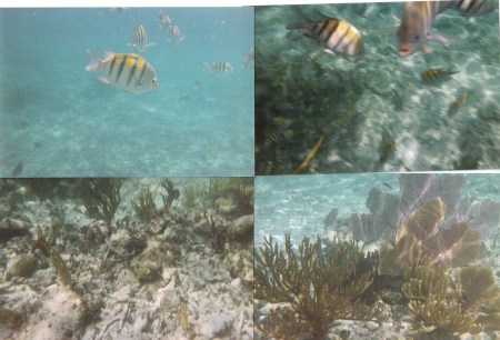 Snorkeling in Mexico 2