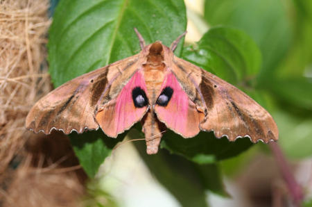 Blinded Sphinx Moth