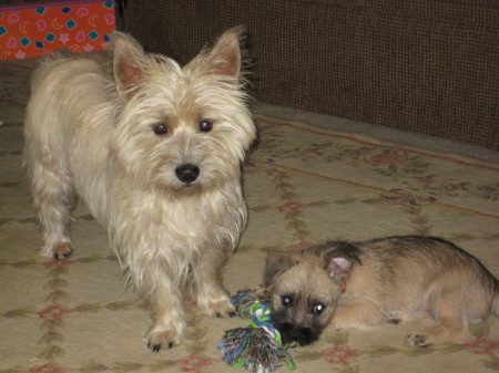 Our Cairn (Toto) Terriers