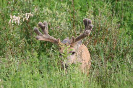 mule deer