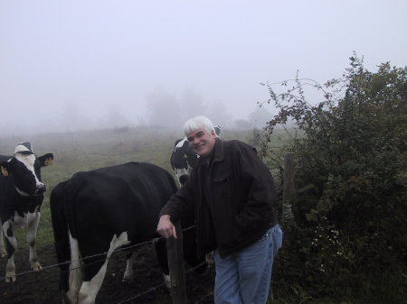 The cows came home