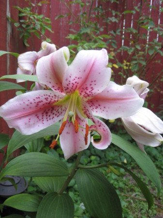 Lily in my back yard