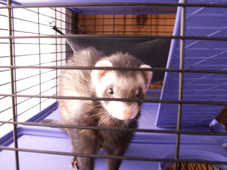 My Ferrett