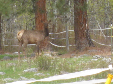 Elk behind our barn May 2010