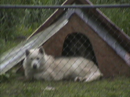 King guarding Momma & the Pups