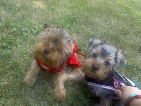 My yorkies Annie and S'More