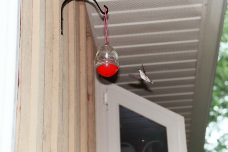 Female Hummingbird by back door