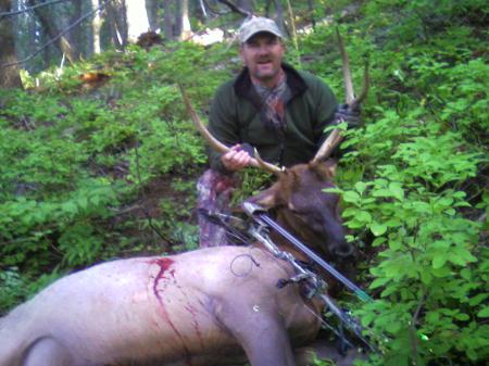 Archery Elk 2008