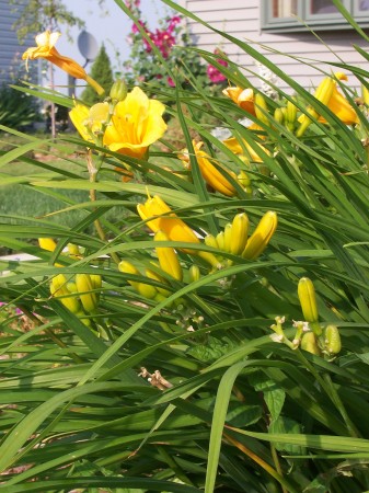 Daylilies dancing in the breeze.