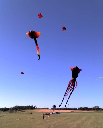 Kiteflying in Granbury