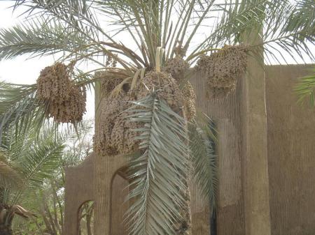 Another Date Palm