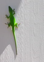 "Green Gecko" by Lisa D'Amato Schreier